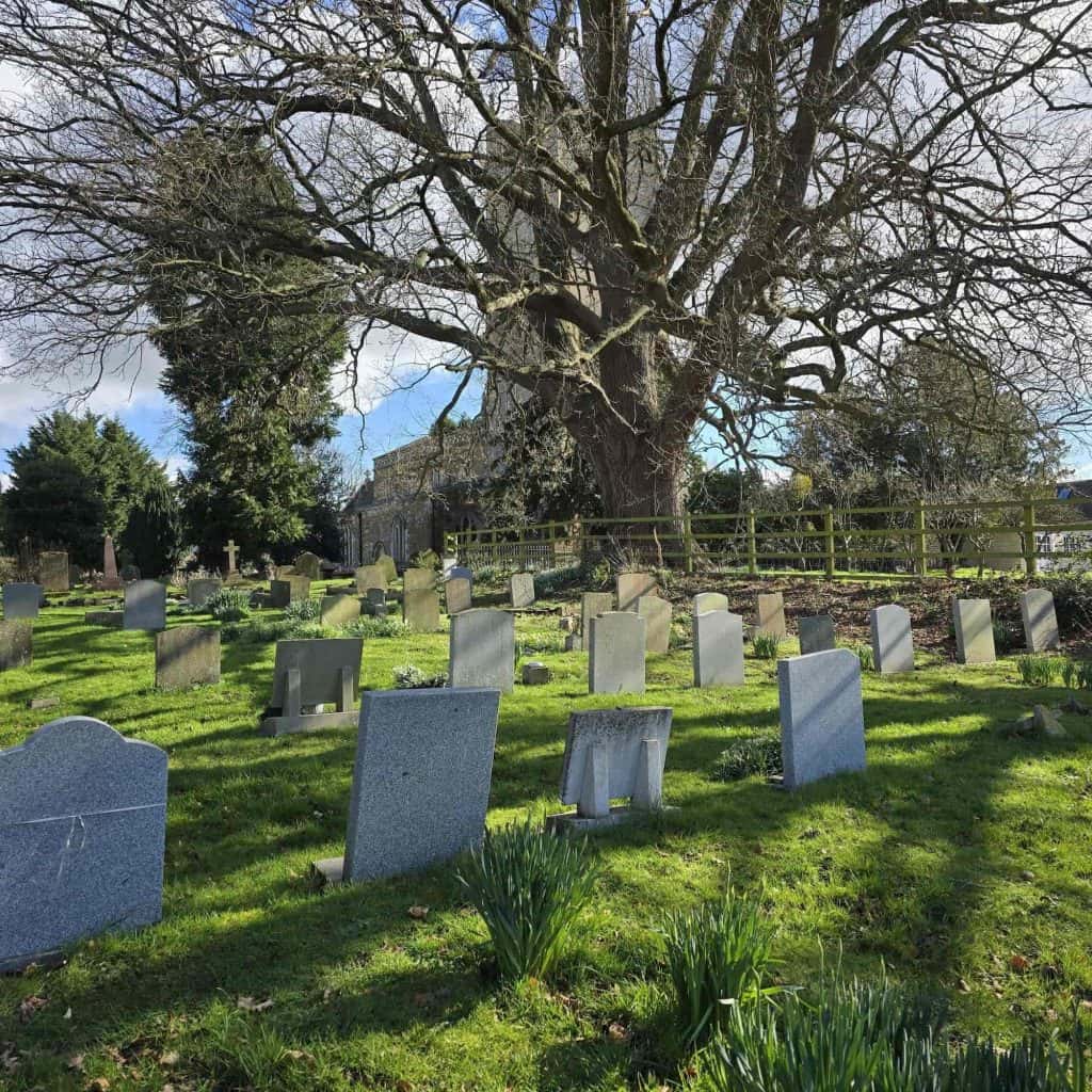 A cemetery with rows of headstones under a large, leafless tree. Green grass, some daffodils, and a wooden fence are visible under a partly cloudy sky. A stone building is in the background.